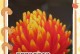 以丽穗凤梨花的养殖技巧（学会养殖丽穗凤梨，打造繁花似锦的花园）