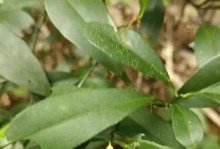 金豆几月开花结果？探秘金豆开花结果时间（金豆开花结果的季节特点及生长条件）