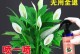 没有肥料，农作物如何顺利生长？（解决土壤贫瘠问题，助力农业发展的关键方法探究）