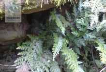 南方阴生植物——神秘的绿色珍品