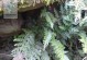 南方阴生植物——神秘的绿色珍品