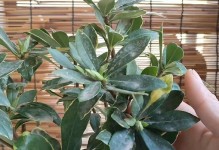 瑞香花叶子掉落的原因及解决方法（揭秘瑞香花掉落叶子的真相，如何避免叶片凋萎？）