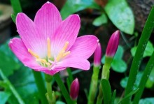 解决射角兰不开花的方法（培养正确的生长环境，促进射角兰开花）