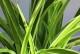 掌握吊兰黄叶处理方法，让植物恢复生机（吊兰黄叶的原因及正确处理方法）