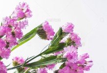 养护勿忘我，美丽不忘初心（以鲜切花勿忘我的养护技巧，让你绽放芬芳）