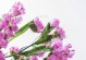 养护勿忘我，美丽不忘初心（以鲜切花勿忘我的养护技巧，让你绽放芬芳）