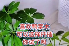 粗砂扦插鸭脚木的技巧与方法（通过粗砂扦插，让鸭脚木繁衍生息）