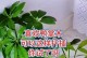 粗砂扦插鸭脚木的技巧与方法（通过粗砂扦插，让鸭脚木繁衍生息）