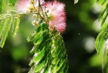 合欢花开花时间及开花特点（合欢花的四季美景）