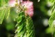 合欢花开花时间及开花特点（合欢花的四季美景）