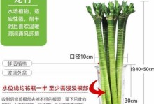 荷花竹水培养殖全攻略（从种植到维护，让你成为荷花竹高手！）