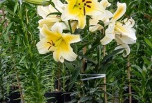 百合花放阳台的优缺点及注意事项（如何在阳台上种植百合花？阳台上哪个位置最适合？）