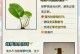 绿萝叶子发黄的原因及剪枝技巧（掌握绿萝的关键，解决叶子发黄问题）
