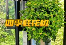 冬季桂花的养护与繁殖（冬季桂花的养护技巧及繁殖方法）