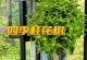 冬季桂花的养护与繁殖（冬季桂花的养护技巧及繁殖方法）