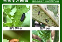 玫瑰花生蚜虫的防治方法（掌握关键方法，保护玫瑰花健康成长）