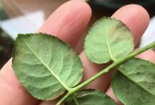 红蜘蛛的生态特征与危害研究（揭开红蜘蛛的秘密，保护农作物的安全）