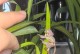 春日养花，兰花怎么养？（立春后的兰花养护方法大揭秘）