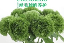 丝石竹的种植与养护（打造迷人庭院的不二选择）
