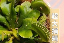 如何加速捕蝇草的生长？（掌握关键因素，让捕蝇草茁壮成长）