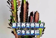 龙骨掌养护指南（打造繁茂生机的龙骨掌）
