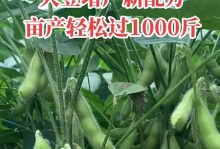 大豆高产种植技术与管理方法（掌握大豆高产的五项技术及有效管理方法）