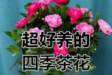 如何延长茶花的花期（提供有效方法，让茶花绽放更久）