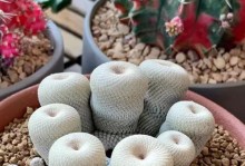 仙人掌的根系特点及生态功能研究（探索仙人掌根系的奥秘，解读其在生态系统中的重要作用）