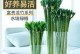 荷花竹的生长之路——如何让其长得更粗更壮（以荷花竹的生长为例，探讨植物生长环境对茎干粗壮的影响）