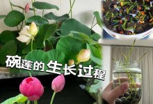 种子过多怎么处理？（以碗莲的种子繁殖过多如何解决）
