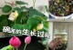 种子过多怎么处理？（以碗莲的种子繁殖过多如何解决）