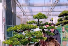 阳台养护罗汉松，打造绿色空间（以罗汉松为阳台盆栽，享受天然氧吧）