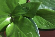 绿箩上白色虫子的处理方法（保护绿箩健康，去除白色虫害）