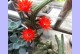 仙人指花开的养护技巧（从种植到管理，让仙人指绽放生机）