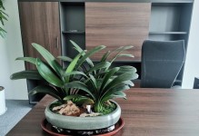 装点办公室，添置盆栽植物（办公室适合放什么植物？一起来看看吧！）