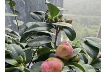 茶花开花时间及周期解析（探讨茶花的生长周期和开花规律）