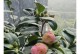 茶花开花时间及周期解析（探讨茶花的生长周期和开花规律）