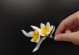 解决水仙花倒立的问题（水仙花生长环境优化和正确的养护方法）
