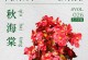 丽格海棠的种子生长及繁殖方式（探究丽格海棠的种子生态学特征及栽培技巧）