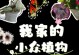多肉植物的种植技巧（以一片多肉植物怎么种植为例，轻松掌握多肉植物种植的基本步骤）