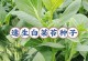 白菜的水分管理（春夏秋冬白菜浇水的细节和方法）