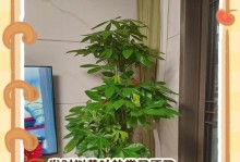 发财树嫁接的技巧与方法（掌握嫁接技术，让你的发财树茁壮成长）