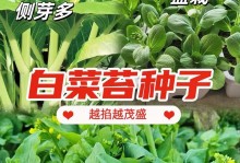 白菜的浇水之道（春夏秋冬浇水不同，掌握技巧不愁病虫害）