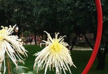 解析以菊花楼的含义与传说（历史悠久、文化底蕴深厚的以菊花楼及其象征意义）