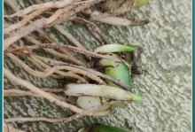 白芨的生长周期究竟有多长时间？（探究白芨的生长周期，了解其生长特点与生态环境。）