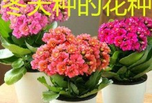 长寿花的种子播种技巧（从选种到收获，打造繁盛的长寿花园）