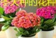 长寿花的种子播种技巧（从选种到收获，打造繁盛的长寿花园）