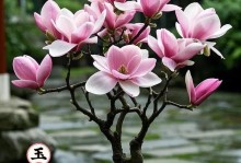 玉兰花的盆栽养殖技巧与注意事项（了解玉兰花的适宜环境，打造美丽室内花园）