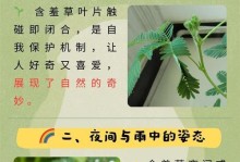 含羞草掉叶子的原因和应对方法（含羞草在家中易掉叶子，怎样才能让它健康生长？）