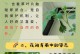 含羞草掉叶子的原因和应对方法（含羞草在家中易掉叶子，怎样才能让它健康生长？）